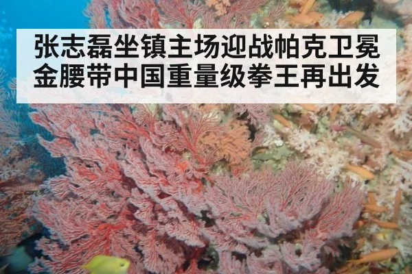 张志磊坐镇主场迎战帕克卫冕金腰带中国重量级拳王再出发